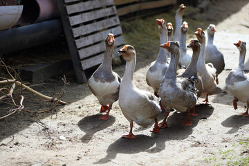 A group of domestic geese walk around a farmyard.