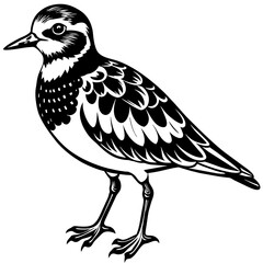 black and white bird