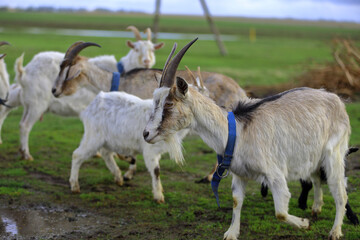 Obraz premium White goats graze on a green meadow in a pasture.