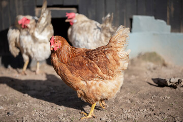Close-up of a red chicken on a farm.