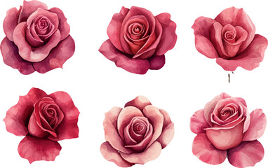 set of pink roses
