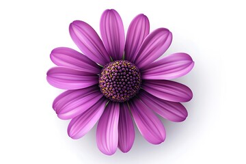 Obraz premium Vibrant Echinacea Bloom: Isolated Purple Coneflower Photo, Detailed Macro Shot of Nature's Beauty 