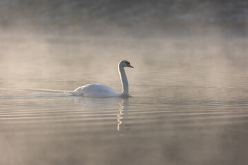 Swan