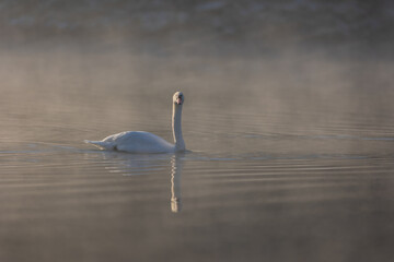 Swan