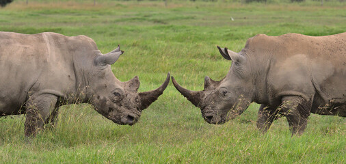 Fototapeta premium two male southern white rhinos in a standoff before fighting to test their strength and assert dominance in the wild plains of solio game reserve, kenya