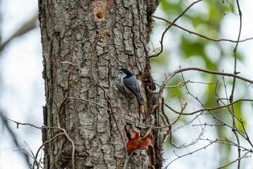 A Small Bird on Tree Trunk