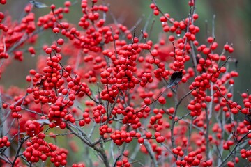 Vibrant red berries on branches