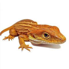 Naklejka premium Orange lizard on white background