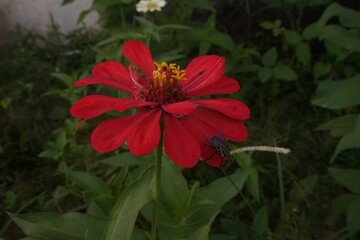 A cluster of wildflowers blooms gracefully on a bed of lush leaves. 