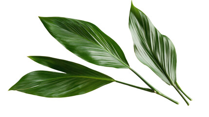 Two vibrant green leaves isolated on a transparent background, showcasing the lush texture and intricate patterns of nature's design.
