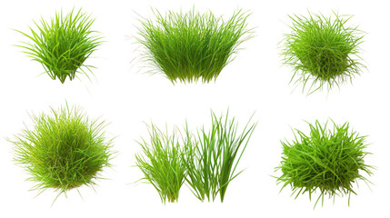 Variety of green grass clumps isolated on a white background, showcasing different shapes and textures for landscaping ideas.