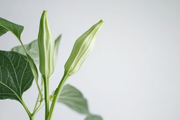 Obraz premium Vibrant Okra Leaves and Single Green Okra Pod: Fresh Garden Bounty, Close-Up View food long plant 