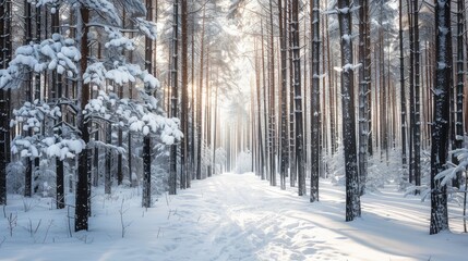 Serene Snowy Forest Path at Sunrise