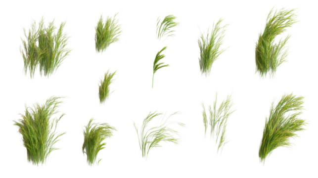 Various types of green grass isolated on a white background, showcasing unique shapes and textures, ideal for design and nature-themed projects.