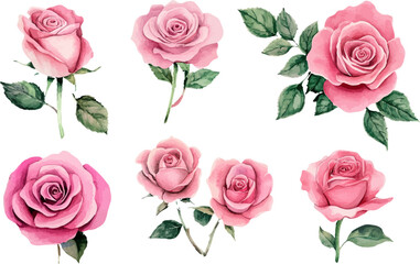 pink roses on white