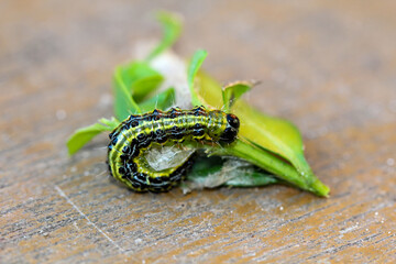 Nahaufnahme des gefräßigen Buchsbaumzünsler, Stadium Raupe.