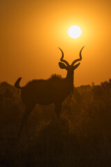 The Dance of Light: A Kudu in the Embrace of the Setting Sun