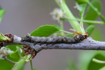 Vermutlich eine Raupe der Weißdorneule, eines Schmetterlings auf einem Ast. 