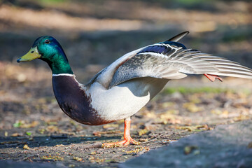 Eine männliche Stockente am Teich.