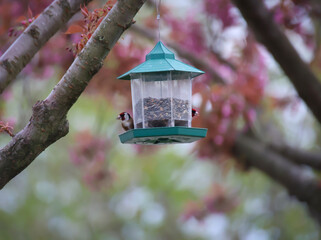 Ein Vogel Futterhaus mit Stieglitz.