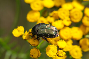 Ein grüner Rosenkäfer auf einem Rainfarn.