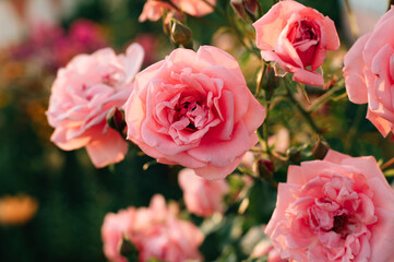 pink roses in the garden