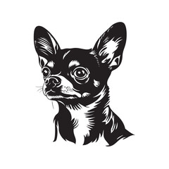 black and white chihuahua dog
