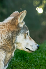Fototapeta premium A brown and white dog with a brown nose and brown ears