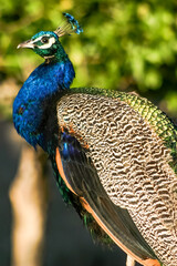 Obraz premium A peacock is standing in a green field