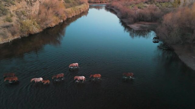 Aerial View Of Wild Horses Crossing The Salt River In Arizona Late Afternoon