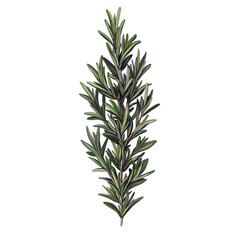 Fototapeta premium A green leafy plant with a long stem. Transparent Png. Generative Ai.