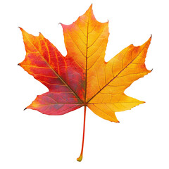 Obraz premium A leaf with a red and yellow color. Transparent Png. Generative Ai.