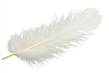 Obraz premium Elegant Isolated White Feather on White Background for Elegant Design Needs