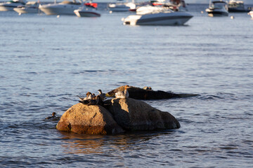ducks on rock at Lake Tahoe