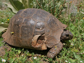 Fototapeta premium turtle on grass spring time between daisies daisy close up