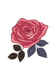 Red rose illustration for love and passion themes