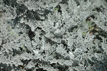 Silvery-white cilia adorn dusty miller's leaves and stems, Senecio Cineraria Silver Dust (Jacobaea...