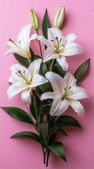 Fototapeta premium Elegant White Lilies on Pink Background Delicate Floral Arrangement Spring Blooms