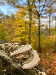 Tree mushrooms on a tree in the autumn forest. Wild forest flora