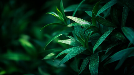 Obraz premium Lush green leaves thriving in a tranquil outdoor setting during the daytime hours