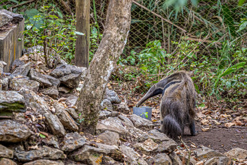 Obraz premium Animais Pantanal