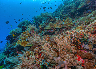 Coral reef South Pacific
