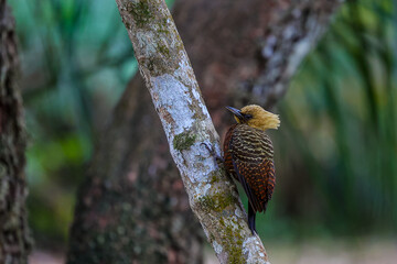 Animais Pantanal