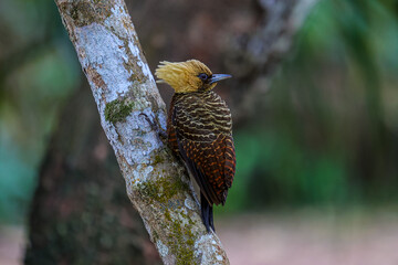 Animais Pantanal