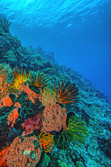 Coral reef South Pacific
