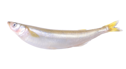 Smelt fish on white background isolated