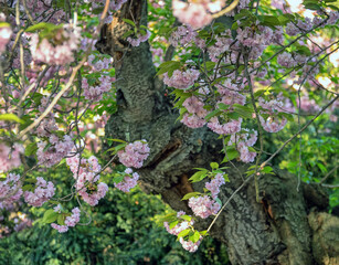 Malus coronaria, sweet crabapple,