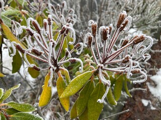 Frost lässt verblühte Rhododendronblüten verreisen und verleiht ihnen zauberhafte Eisblumen