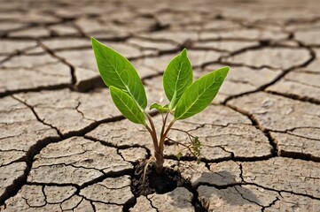 Alone plant struggling to grow in the midst of a cracked, dry soil surface, symbolizing soil infertility
