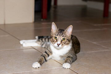 There is a cat peacefully laying on the floor while looking at the camera